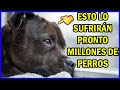 😘🐺 Pronto lo sufrirán millones de perros 😰 La ansiedad por separación