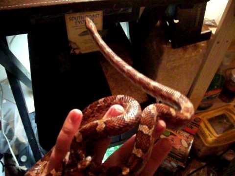 corn snake morphs updatish kinda thing + new reptiles!!!!