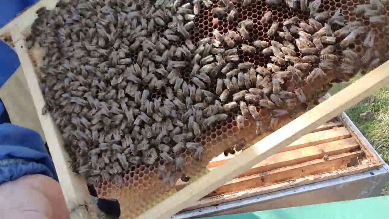 611.Se anunță răcirea vremii.Le ajut un pic.