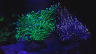 видео: ReefTank400  Vlog#37.  LPS коралл Эуфилия.  Euphyllia vs Clownfish. картинка: ReefTank400  Vlog#37.  LPS коралл Эуфилия.  Euphyllia vs Clownfish.