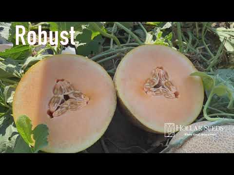 Video: Ananas Melon