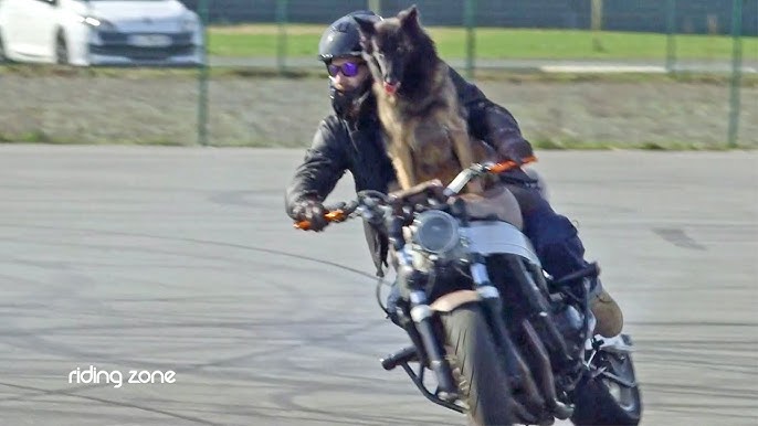 Le Sac à Dos pensé pour des balades avec son chien - Le Gardien