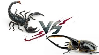 Императорский Скорпион VS Жук-Нептун Императорский Скорпион VS Жук-Нептун
