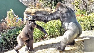 Nene gets angry at mischievous children, and A gentle Shabani who cares about his family. Gorilla.