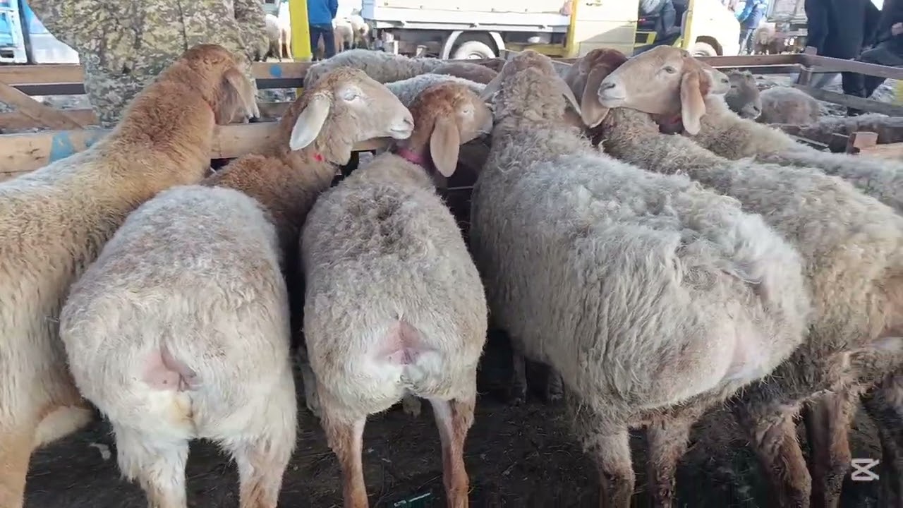 СОКУЛУК КОЙ БАЗАРЫ 7-МАРТ 2026ж Койлор КОЧКОРЛОР ЭЧКИЛЕР БААРЫН ТАРТТЫК 