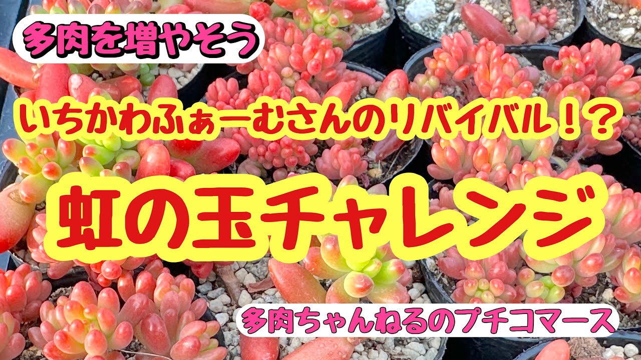 【多肉植物】【セダム】いちかわふぁーむさんのリバイバル⁉️🌈虹の玉🌈チャレンジ🙌2024.03.15