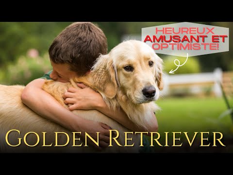 Vidéo: Traits de caractère Golden Retriever