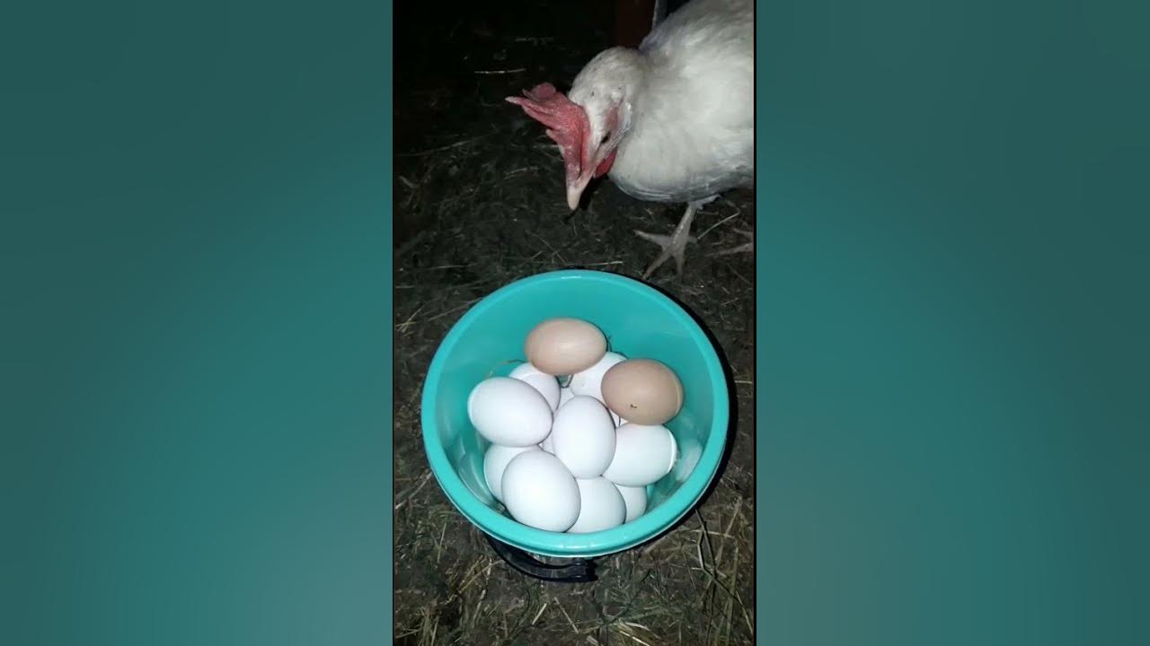 К чему снятся куру и яйца