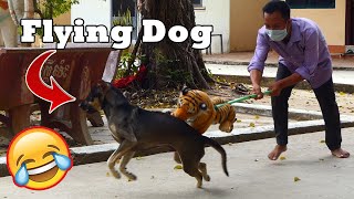 Try Not To Laugh With Fake Tiger Prank Vs Funny Dog Reaction New Funny Video Comedy