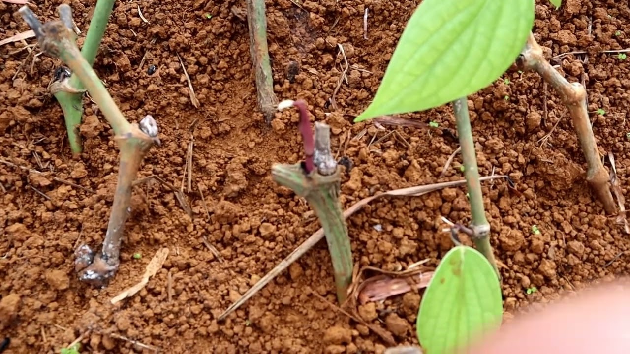 TEHNIK MENYEMAIKAN LADA YANG TUA