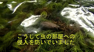 【会社苔時間】34/拾った苔の処理と植え付け