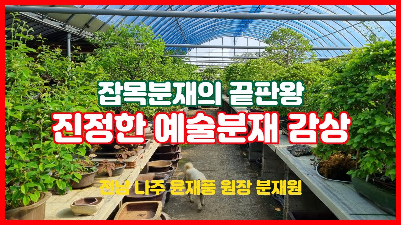 국가대표급 분재 대가이자 진정한 분재 예술인 윤재풍 원장의  작품 소개