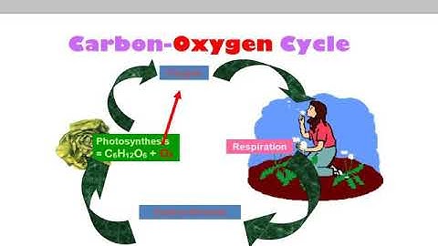 Carbon oxygen cycle