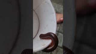diplopoda chilopoda milipede kakiseribu #diplopoda #chilopoda #milipede #kakiseribu