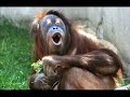 Смешни животни смешно видео с животни. Компилация част 2