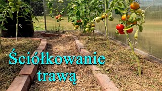 Ściółkowanie warzyw świeżo skoszoną trawą - Ogrodowe pierdamony 165