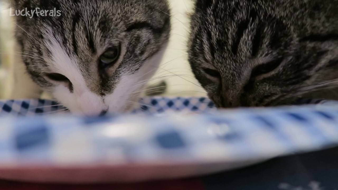 funny cats sleeping in weird positions compilation 2014 funnyplox Cats Eating Pot Roast * Cats Love Pot Roast * ASMR Cat Eating