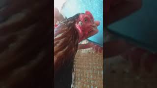 My Pure Aseel My Pure Aseel Rooster Fighting Killer