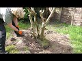 How I Remove Tree Stumps