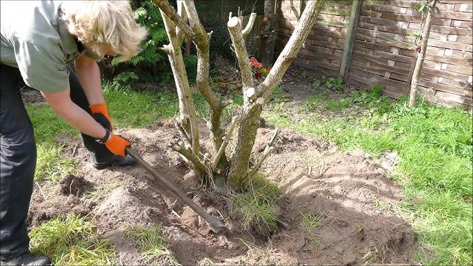 How to Dig up Tree Roots: 12 Steps (with Pictures) - wikiHow