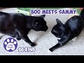 Boo Meets Sammy, Introducing Cats - S6 E145 - Lucky Ferals Cat Family Vlog - Rescued Cats