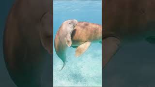 Dugong Atau Duyung | Salah Satu Anggota Sapi Laut Yang Masih Hidup Selain Manatee