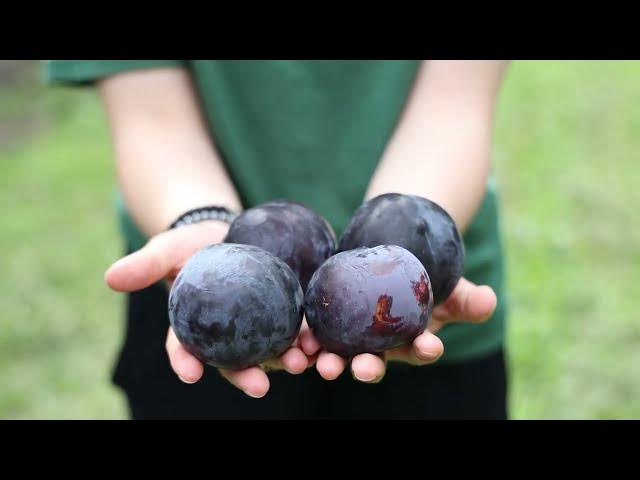  21 ქვეყანა, ერთი მიზანი - გამოცდილება უხვი მოსავლისთვის!