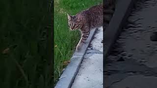 Every Cat Owner Knows This Moment #relatable #pets #shorts