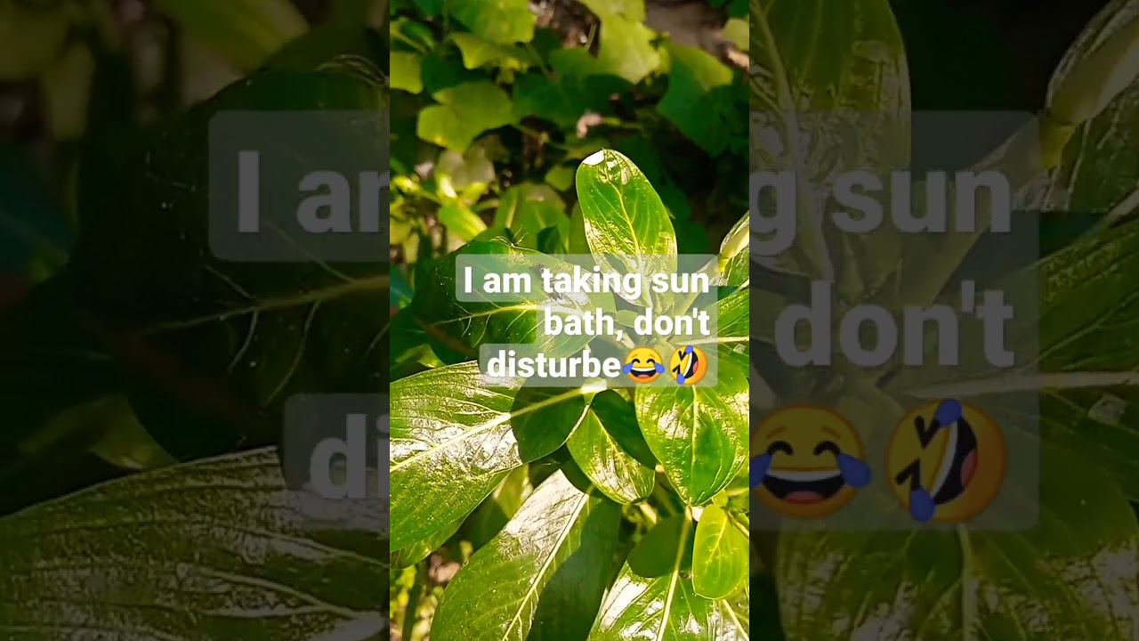 Red | wood | ant walking on green leaf