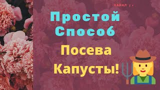 Простой Способ Посева Капусты!