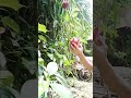 Harvest Fruits Harvest Fruits