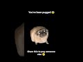 you've been pugged. #trending #pugged