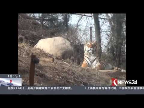 Knews24新闻关注 | 北京八达岭动物园东北虎园重新开放