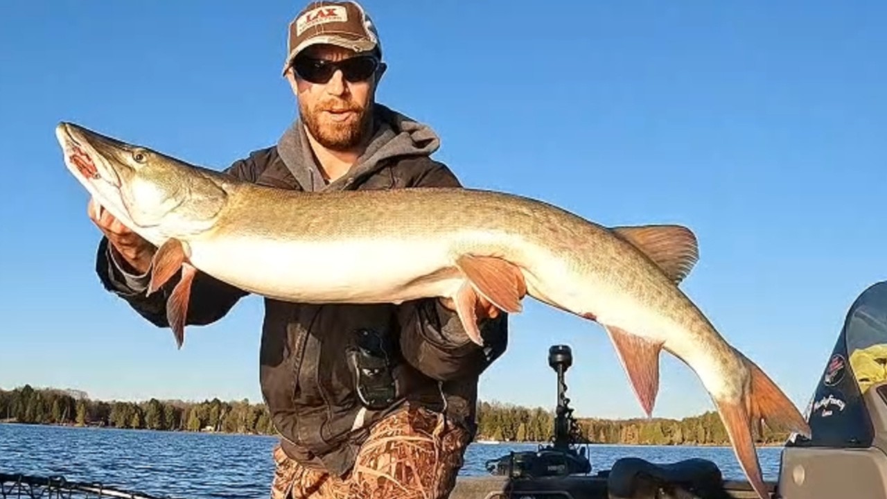 Крупная светловолосая щука клюет на живую наживку! (Северный Висконсин, мега-рыба)