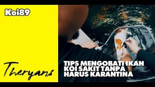 THE RYANS : Tips Mengobati Ikan Koi Tanpa Perlu Proses Karantina