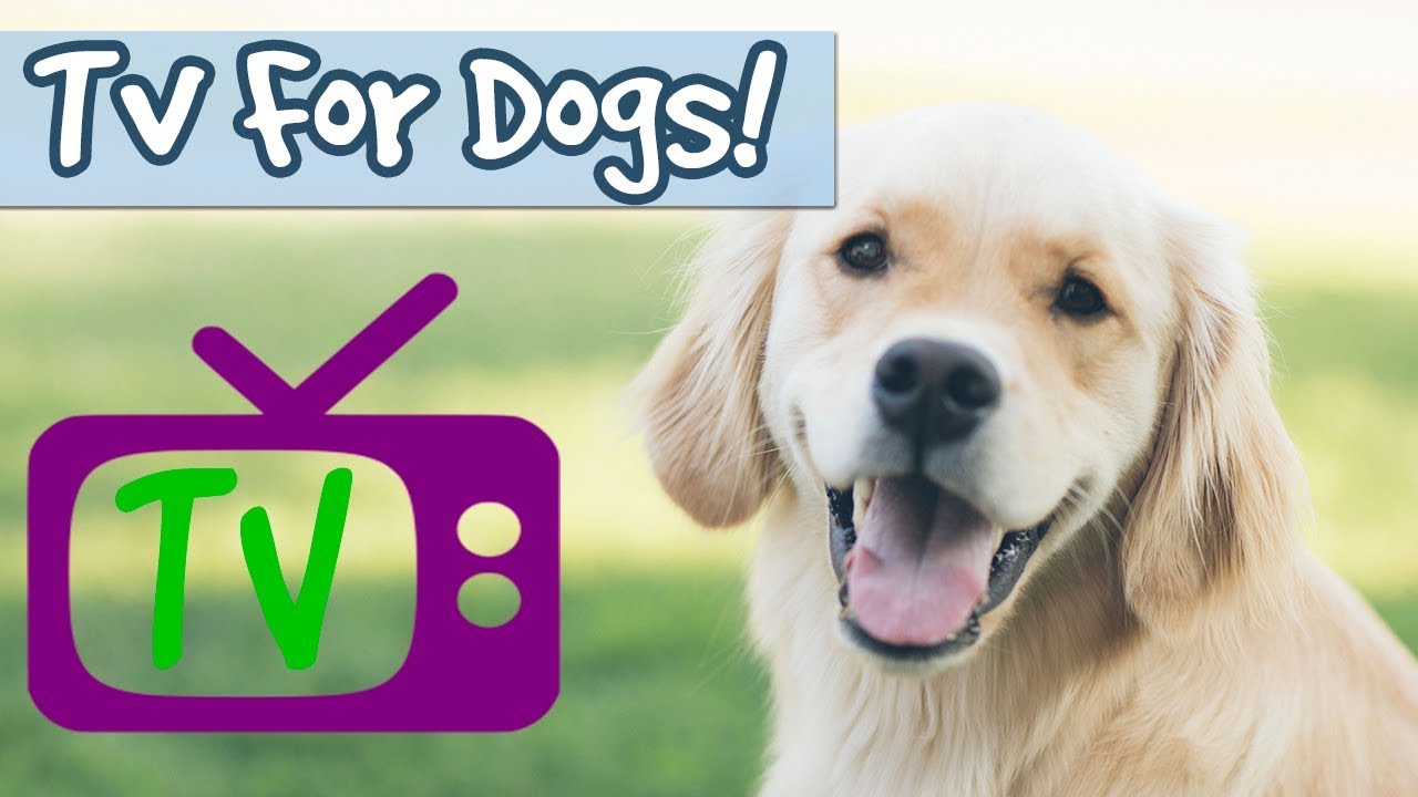 Dog Chill Out TV! Entertainment for Bored Dogs, Nature Visuals Combined  with Relaxing Music for Dogs 