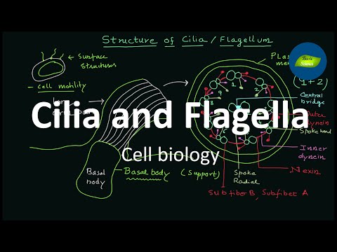 Video: Vilken funktion har flimmerhår och flageller?