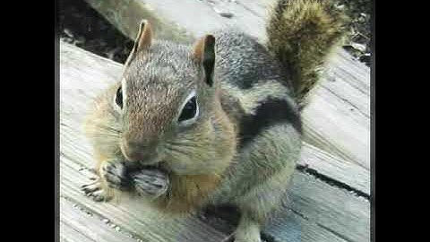 Tiếng sóc đất cực chuẩn. Dùng để săn sóc. Mở cái sóc chạy đến ngay.