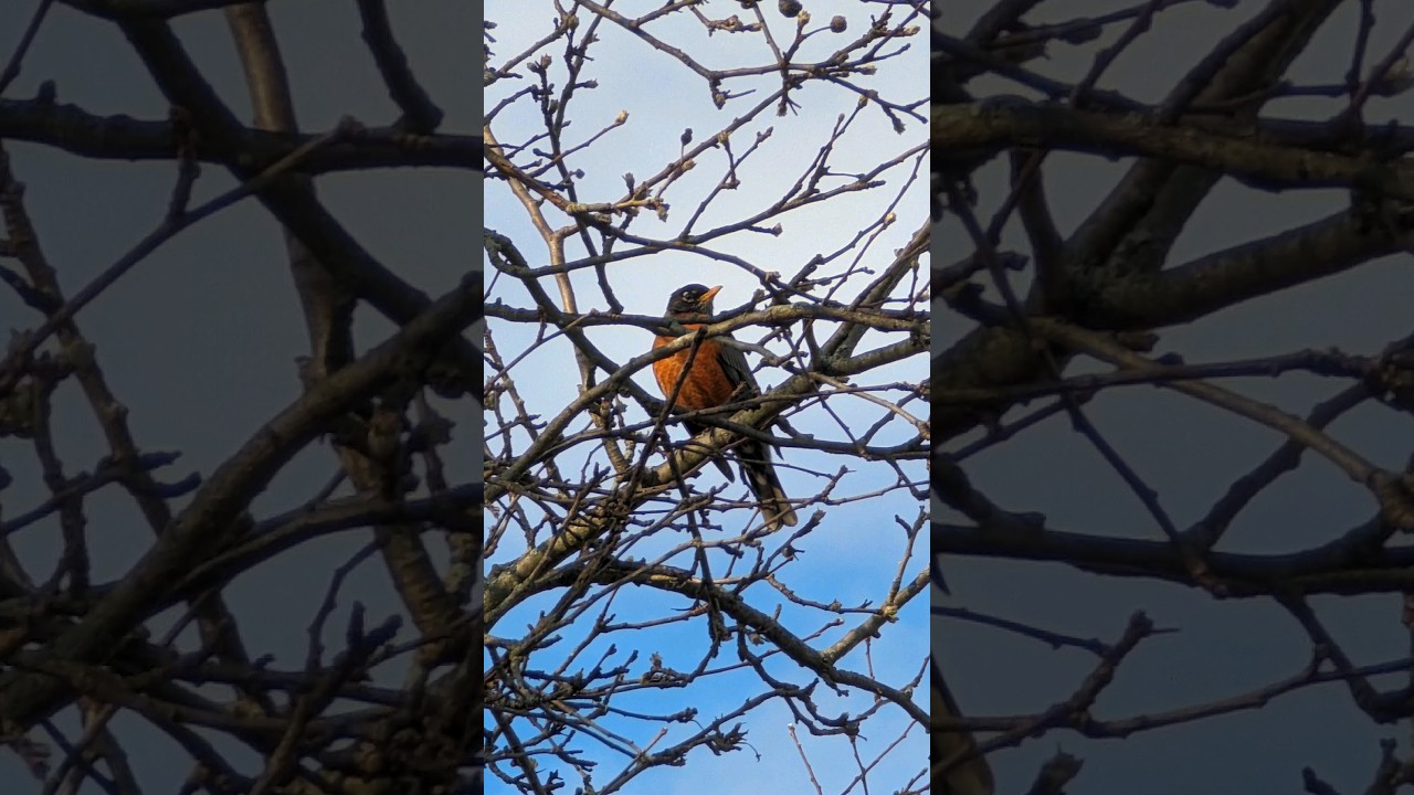 First robin of spring! 