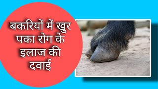 बकरियों में खुर पका रोग का इलाज||Bakriyo mein khur pakka rog ka illaj|| Foot Disease |goat treatment