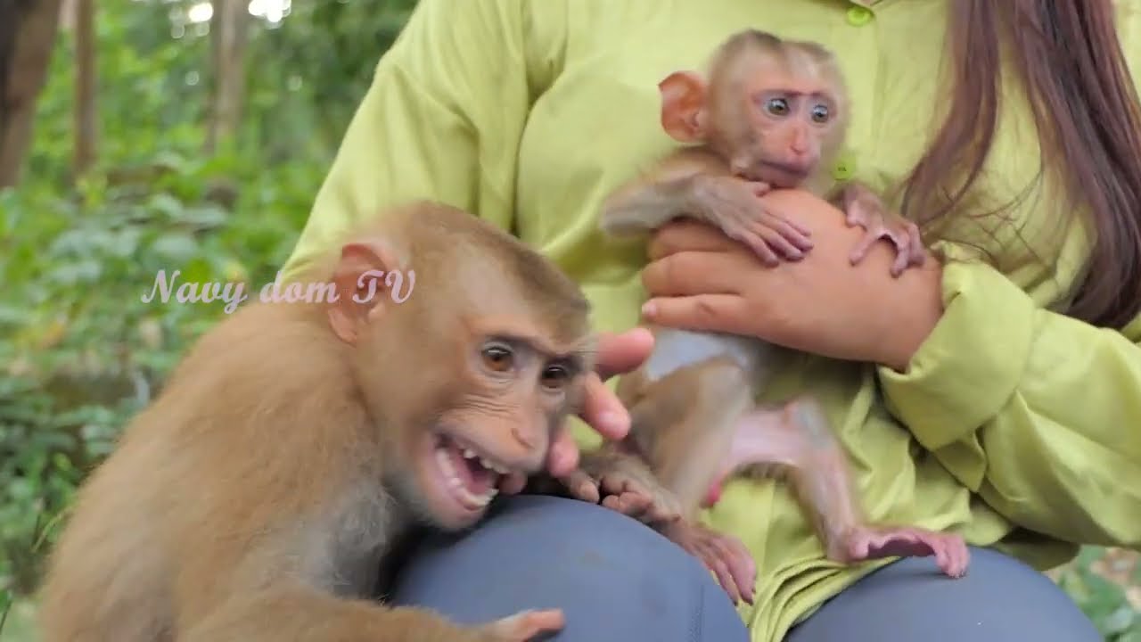 Unbelievable Monkey Moment: Sheba Tries to Protect new abandoned Baby Monkey in Sovana group!