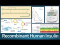 Recombinant Human Insulin Production: Overview, History & the advances in diabetes management