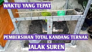 Ternak jalak suren waktu tepat pembersihan total kandang ternak