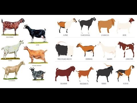 Video: Keçidir yoxsa keçi?