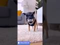Try Not to Laugh: Ultimate Funny Animal Pranks 2026 😎😎 #AnimalPranks #trynottolaugh