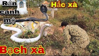 Cặp Rắn Hổ Mang Bạch Xà Và Hắc Xà Phơi Mình Trên Mộ Người Đã mất, King Cobra