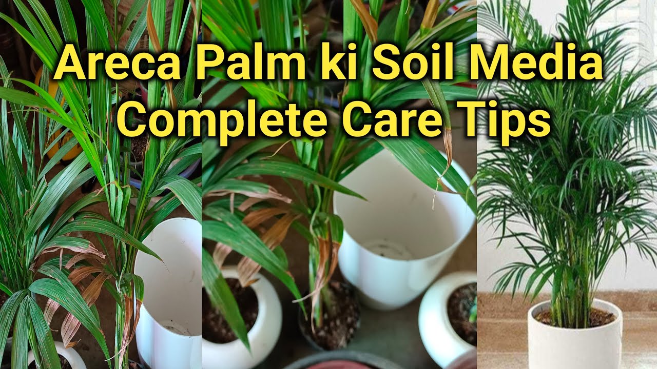 Areca Palm Plant ki Soil Media Kaisi honi cahiye taki Phodhe rahe hara bhara. Complete Care Tips 