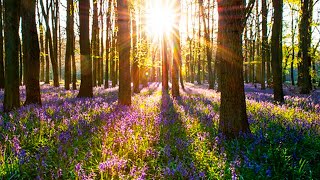 4k Spring Forest and Early Spring Flowers with Birds Singing / Chirping Sounds for Relaxing Sleeping