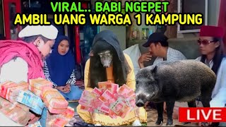 BABI NGEPET TERBARU HARI INI DI TANGKAP OLEH WARGA 🔴❗❗