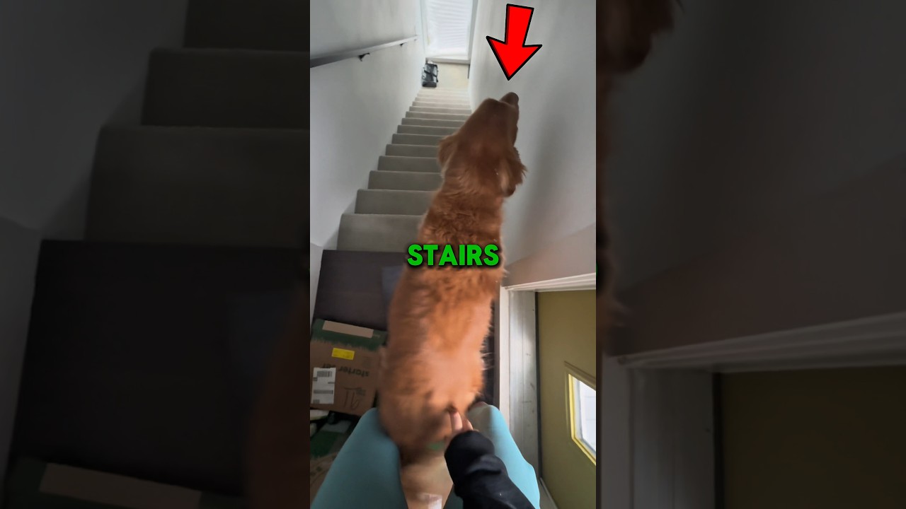 Never Let Your Dog Use the Stairs 🐶 #shorts #dog
